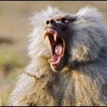 La BBC filma una batalla entre dos ejércitos de babuinos