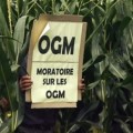 Un estudio prueba la toxicidad de tres semillas de maíz de Monsanto (Fr)