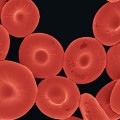 Científicos de EEUU logran crear glóbulos rojos sintéticos