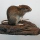 RataChepuda