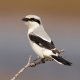 TheShrike