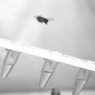 Cámaras de alta velocidad revelan el secreto del aterrizaje de las abejas