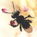Escarabajos invasores son momificados por abejas sin aguijón