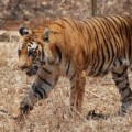 Sólo quedan 3.200 tigres en estado salvaje en todo el mundo