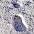 Las huellas en la nieve de los atracadores llevaban... hasta la puerta de su casa (Eng)