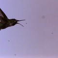 Poniendo a prueba las habilidades del colibrí