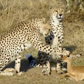 Tres guepardos "contra" un pequeño antílope... final inesperado