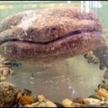 Encuentro de cerca con un fósil viviente: la salamandra gigante japonesa [ENG]