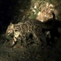 Borneo: filman por primera vez en la historia la esquiva pantera nebulosa