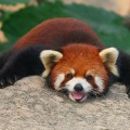 El panda rojo (firefox), que no es zorro ni panda