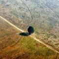 Un árbol donde antes había una selva