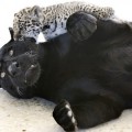 Jaguar contra pantera