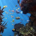 Australia: la prohibición de pesca ha permitido la regeneración de la gran barrera de coral [EN]