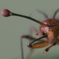Un caso de selección sexual: la mosca de ojos saltones