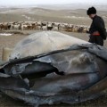 Dos objetos impactaron en Mongolia, uno de ellos con un peso de dos toneladas