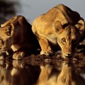 Fotógrafo captura imágenes increíbles de los leones después de sumergirse en agua durante 3 meses