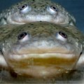 Un herbicida de uso común cambia de sexo a las ranas