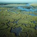 Everglades: El desierto que se convirtió en pantano