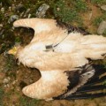 WWF destapa el envenenamiento masivo de especies protegidas