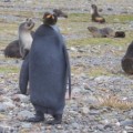 En Georgia del Sur, Antártida, fotografían un curioso pingüino negro