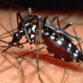Inventan insecticida natural que extermina al mosquito portador de malaria