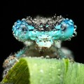 Imágenes impresionantes de  insectos  cubiertos de gotas de agua [ENG]