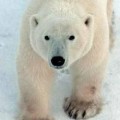 ¿Dónde irán los osos polares cuando el hielo ártico se funda bajo sus pies?