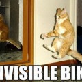 Los gatos y sus "objetos invisibles"