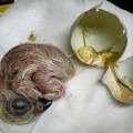 Nace en Sevilla el octavo pollo de águila imperial incubado artificialmente