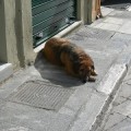 Perros de Atenas