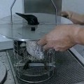 Una máquina facilita la limpieza de aves cubiertas de petróleo (ing)