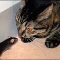 La saliva de los gatos produce una señal química que aterroriza a los ratones (ing)