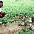 John Ssebunya: Perdido en la jungla y criado por monos