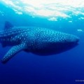 El tiburón ballena resurge en Filipinas gracias a programas de conservación