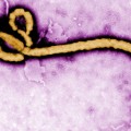 Nuevo tratamiento contra el ébola consigue una eficacia del 100% en monos [ENG]