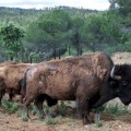 Los bisontes de Altamira regresan miles de años después de su extinción