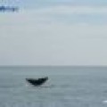 Avistada una ballena de 16 m frente a la costa de Barcelona