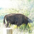 Los bisontes europeos se aclimatan en España