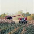 Alemania detecta campos de maíz transgénico ilegal