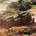 Greenpeace aplaude la decisión de la Unión Europea de prohibir la madera procedente de talas ilegales