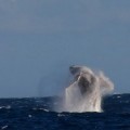 Cazar ballenas en la Antártida significaría su extinción en el hemisferio sur