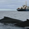 Greenpeace exige el fin de la caza de ballenas en una cumbre envuelta en escándalos