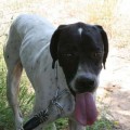 Un perro que se perdió en 2009 en Andalucía aparece en Sant Boi