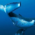 Japón se sale con la suya: podrá cazar legalmente 400 ballenas anuales