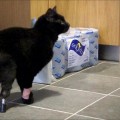 Gato vuelve a caminar tras amputarle sus pies una segadora