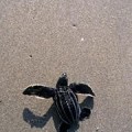 La gran operación de rescate de 70.000 huevos de tortuga para evitar contaminación con el petróleo de BP. (ENG)