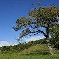 Inglaterra: bosque fosilizado del tiempo de los dinosaurios descubierto en Dorset