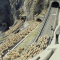 Las ovejas y el tunel