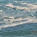 La contaminación del agua de las playas en Torremolinos hace imposible darse un baño