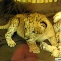 Nacen en un zoológico tres cachorros de una raza de león que lleva 90 años extinta en estado salvaje [EN]